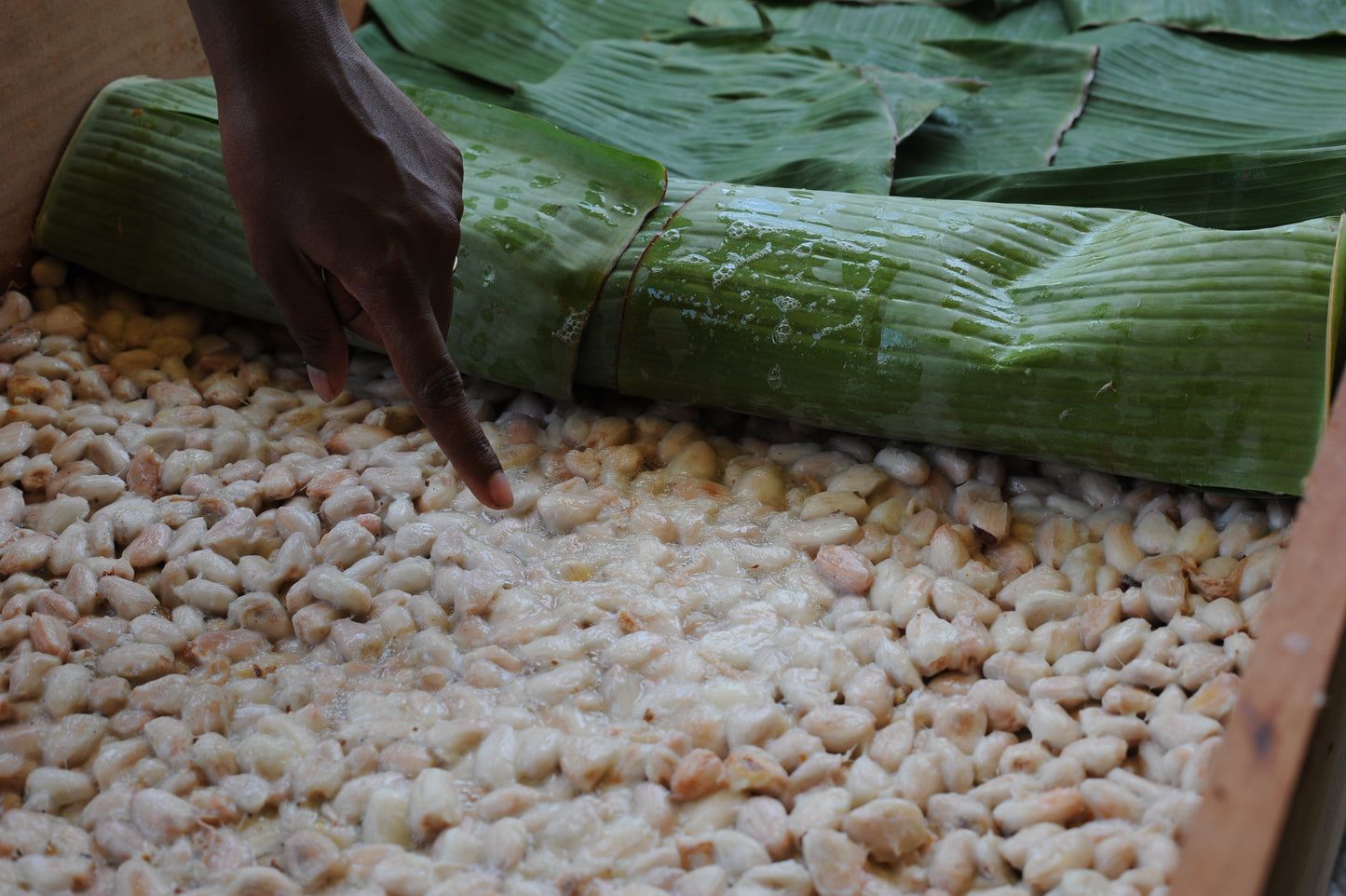 Fermenting and drying cacao beans 