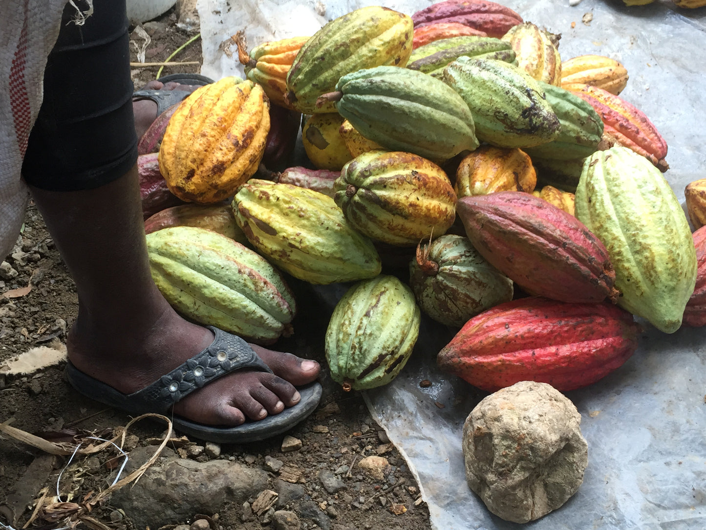Planting and harvesting cacao beans in Haiti
