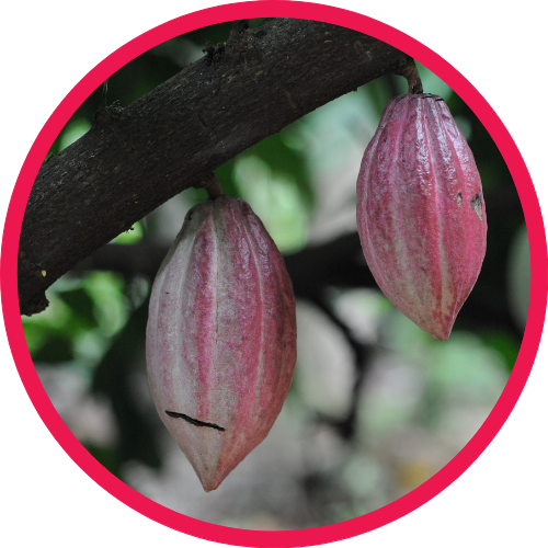 Cacao pods grown in Haiti to make our vegan chocolate 
