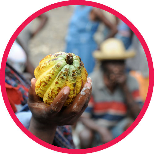 Haitian farmer holding cacao pods 