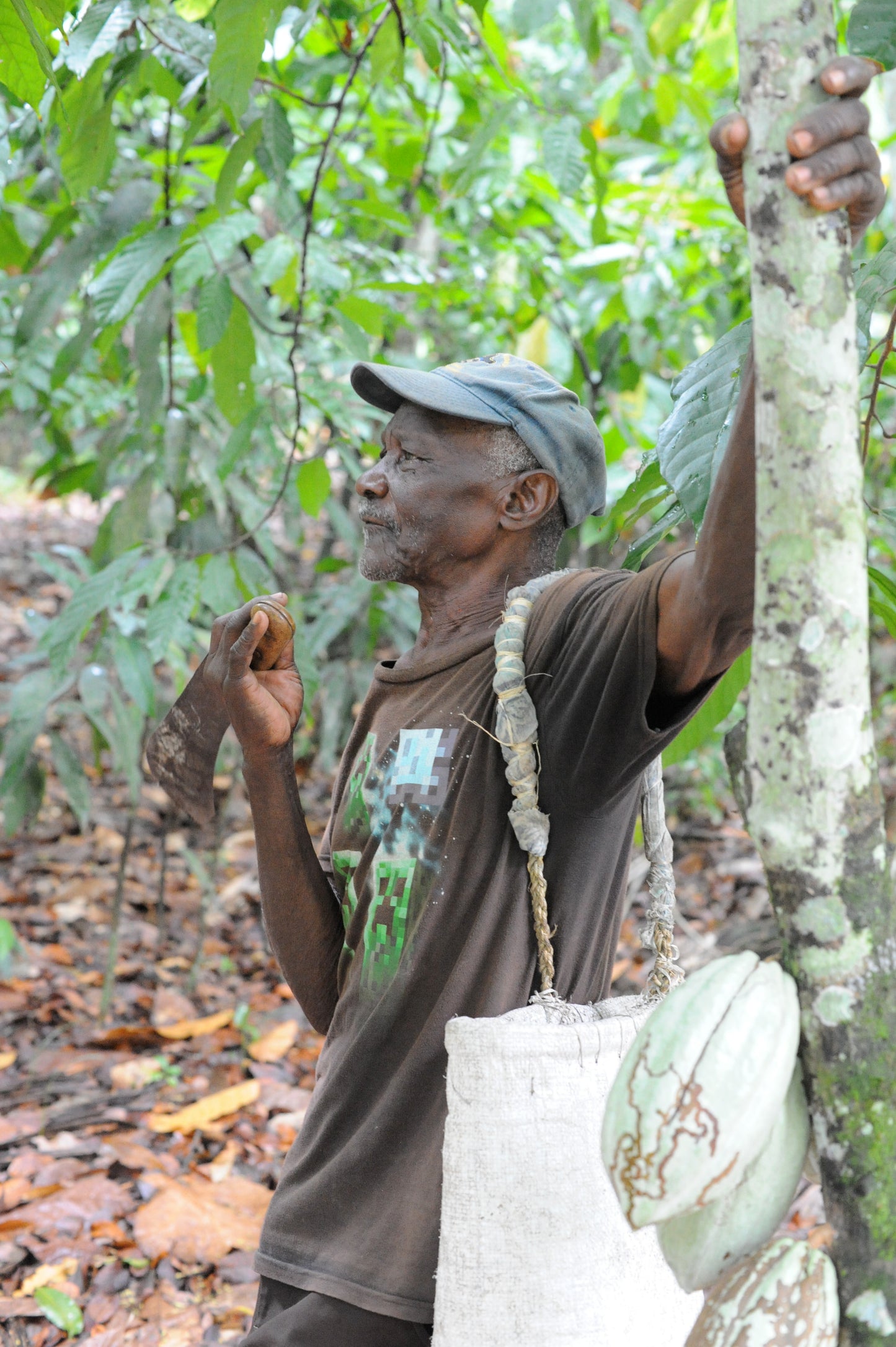 We buy our Haitian cacao directly from 3,000 local farmers in Haiti 