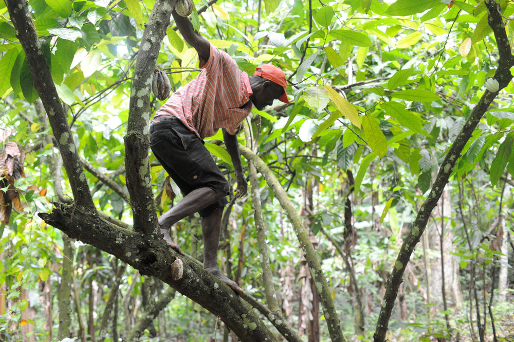 Haitian farmer picking cacao pods from cacao trees