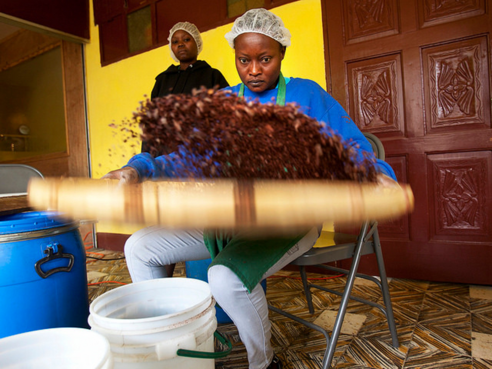 Local Haitian women chocolate makers winnowing cacao beans 